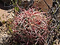 Нажмите на изображение для увеличения.

Название:	Ferocactusacantodes.jpg
Просмотров:	135
Размер:	152.4 Кб
ID:	311489