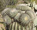 Нажмите на изображение для увеличения.

Название:	Ferocactusviridescens3.jpg
Просмотров:	122
Размер:	168.3 Кб
ID:	311490