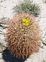 Нажмите на изображение для увеличения.

Название:	Ferocactusviridescens.jpg
Просмотров:	149
Размер:	92.9 Кб
ID:	311505