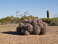 Нажмите на изображение для увеличения.

Название:	Echinocactuspolycephalus.jpg
Просмотров:	141
Размер:	118.4 Кб
ID:	311511