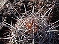 Нажмите на изображение для увеличения.

Название:	Echinocactuspolycephalussps.jpg
Просмотров:	144
Размер:	127.6 Кб
ID:	311513