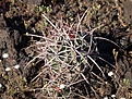 Нажмите на изображение для увеличения.

Название:	Echinocactuspolycephalusseedling.jpg
Просмотров:	152
Размер:	149.8 Кб
ID:	311515