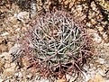 Нажмите на изображение для увеличения.

Название:	Feroemori.seedling.jpg
Просмотров:	160
Размер:	177.3 Кб
ID:	311519