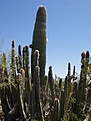 Нажмите на изображение для увеличения.

Название:	Lophocereus.jpg
Просмотров:	137
Размер:	58.9 Кб
ID:	311532