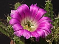 Нажмите на изображение для увеличения.

Название:	IMG_1245.jpg
Просмотров:	201
Размер:	65.2 Кб
ID:	311557