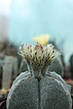 Нажмите на изображение для увеличения.

Название:	IMG_7159q.jpg
Просмотров:	158
Размер:	78.1 Кб
ID:	311605