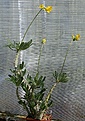 Нажмите на изображение для увеличения.

Название:	Pachypodium_horombense_IMG_5332.jpg
Просмотров:	207
Размер:	136.4 Кб
ID:	311612