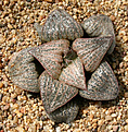 Нажмите на изображение для увеличения.

Название:	Haworthia_magnifica_splendens_CG337.jpg
Просмотров:	154
Размер:	241.5 Кб
ID:	311634