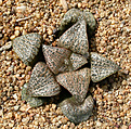Нажмите на изображение для увеличения.

Название:	Haworthia_magnifica_splendens_JDV92-27.jpg
Просмотров:	159
Размер:	256.0 Кб
ID:	311635