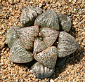 Нажмите на изображение для увеличения.

Название:	Haworthia_magnifica_splendens_VA4705.jpg
Просмотров:	152
Размер:	232.4 Кб
ID:	311636