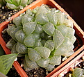 Нажмите на изображение для увеличения.

Название:	Haworthia_cooperi_v_.truncata.jpg
Просмотров:	184
Размер:	191.4 Кб
ID:	311648