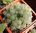 Нажмите на изображение для увеличения.

Название:	Haworthia_cooperi_v_.truncata.jpg
Просмотров:	169
Размер:	191.4 Кб
ID:	311648