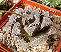 Нажмите на изображение для увеличения.

Название:	Haworthia_cv_Kegazato.jpg
Просмотров:	172
Размер:	211.4 Кб
ID:	311649