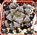 Нажмите на изображение для увеличения.

Название:	HaworthiacvKegazatoxHaworthiacooperiv.truncata2.jpg
Просмотров:	179
Размер:	230.2 Кб
ID:	311655