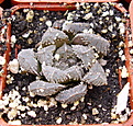 Нажмите на изображение для увеличения.

Название:	HaworthiacvKegazatoxHaworthiacooperiv.truncata3.jpg
Просмотров:	176
Размер:	253.1 Кб
ID:	311656