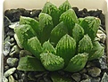Нажмите на изображение для увеличения.

Название:	Haworthia-hubr.jpg
Просмотров:	217
Размер:	47.0 Кб
ID:	311682
