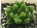 Нажмите на изображение для увеличения.

Название:	Haworthia-hubr.jpg
Просмотров:	180
Размер:	47.0 Кб
ID:	311682