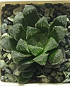 Нажмите на изображение для увеличения.

Название:	HaworthiacvKegazatoHaworthiacooperiv.truncata.jpg
Просмотров:	205
Размер:	50.8 Кб
ID:	311683