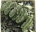 Нажмите на изображение для увеличения.

Название:	Haworthia-truncata.jpg
Просмотров:	222
Размер:	59.3 Кб
ID:	311684