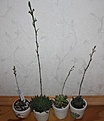 Нажмите на изображение для увеличения.

Название:	IMG_4132.jpg
Просмотров:	206
Размер:	62.2 Кб
ID:	311686