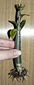 Нажмите на изображение для увеличения.

Название:	P1050862_1.JPG
Просмотров:	178
Размер:	204.8 Кб
ID:	311698