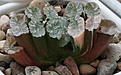 Нажмите на изображение для увеличения.

Название:	haworthia_maughanii_va6670_ex_kobayashi_variegata_nishiki.jpg
Просмотров:	180
Размер:	278.3 Кб
ID:	311700