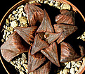 Нажмите на изображение для увеличения.

Название:	haworthia_magnifica_var_atrofusca_bradgate_cc214_7.jpg
Просмотров:	209
Размер:	106.4 Кб
ID:	311705