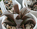 Нажмите на изображение для увеличения.

Название:	haworthia_magnifica_var_atrofusca_bradgate_cc214.JPG
Просмотров:	215
Размер:	197.2 Кб
ID:	311706