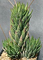 Нажмите на изображение для увеличения.

Название:	Haworthia_coarctata_DMC03845_IMG_6223.jpg
Просмотров:	180
Размер:	162.5 Кб
ID:	311707