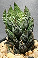 Нажмите на изображение для увеличения.

Название:	Haworthia_coarctata_EofSalem_IMG_6198.jpg
Просмотров:	181
Размер:	130.6 Кб
ID:	311708