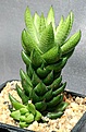 Нажмите на изображение для увеличения.

Название:	Haworthia_coarctata_v_huntsdriftensis_IMG_6202.jpg
Просмотров:	196
Размер:	115.8 Кб
ID:	311710