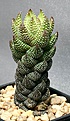 Нажмите на изображение для увеличения.

Название:	Haworthia_chalwini_IMG_6192.jpg
Просмотров:	179
Размер:	105.7 Кб
ID:	311711