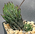 Нажмите на изображение для увеличения.

Название:	Haworthia_reinwardtii_v_wesleyensis_IMG_6185.jpg
Просмотров:	173
Размер:	185.8 Кб
ID:	311712