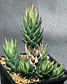 Нажмите на изображение для увеличения.

Название:	Haworthia_glauca_f_jonesiae_IMG_6166.jpg
Просмотров:	191
Размер:	152.9 Кб
ID:	311713