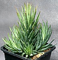 Нажмите на изображение для увеличения.

Название:	Haworthia_glauca_v_herrei_depauperata_IMG_6170.jpg
Просмотров:	183
Размер:	169.7 Кб
ID:	311714
