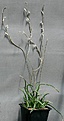 Нажмите на изображение для увеличения.

Название:	Haworthia_blackburniae_v_derustensis_ES13508_IMG_6138.jpg
Просмотров:	176
Размер:	75.2 Кб
ID:	311716
