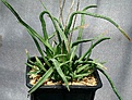 Нажмите на изображение для увеличения.

Название:	Haworthia_blackburniae_v_derustensis_ES13508_IMG_6139.jpg
Просмотров:	181
Размер:	134.0 Кб
ID:	311717