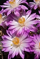 Нажмите на изображение для увеличения.

Название:	IMG_1410.jpg
Просмотров:	178
Размер:	68.9 Кб
ID:	311738