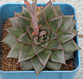 Нажмите на изображение для увеличения.

Название:	Echeveria_purpusorum.jpg
Просмотров:	322
Размер:	134.7 Кб
ID:	311751