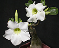 Нажмите на изображение для увеличения.

Название:	Adenium_DSCN5093.jpg
Просмотров:	174
Размер:	78.9 Кб
ID:	311773