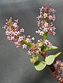 Нажмите на изображение для увеличения.

Название:	Portulacaria_afra_IMG_6318.jpg
Просмотров:	210
Размер:	86.6 Кб
ID:	311776