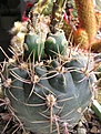 Нажмите на изображение для увеличения.

Название:	Gymnocalycium_andreae.jpg
Просмотров:	286
Размер:	106.5 Кб
ID:	311853