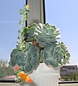 Нажмите на изображение для увеличения.

Название:	Echeveria.jpg
Просмотров:	337
Размер:	50.5 Кб
ID:	311854