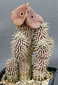 Нажмите на изображение для увеличения.

Название:	Hoodia_ruschii_IMG_6761.jpg
Просмотров:	219
Размер:	129.0 Кб
ID:	311879