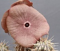 Нажмите на изображение для увеличения.

Название:	Hoodia_ruschii_IMG_6771.jpg
Просмотров:	228
Размер:	118.7 Кб
ID:	311880