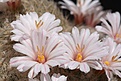 Нажмите на изображение для увеличения.

Название:	IMG_1609.jpg
Просмотров:	191
Размер:	56.9 Кб
ID:	311888