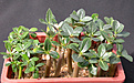 Нажмите на изображение для увеличения.

Название:	adenium_DSCN5376.jpg
Просмотров:	177
Размер:	160.9 Кб
ID:	311894