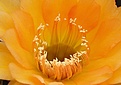Нажмите на изображение для увеличения.

Название:	IMG_1650.jpg
Просмотров:	189
Размер:	45.0 Кб
ID:	311913