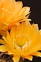 Нажмите на изображение для увеличения.

Название:	IMG_1655.jpg
Просмотров:	187
Размер:	47.9 Кб
ID:	311914