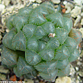 Нажмите на изображение для увеличения.

Название:	Haworthiacooperivar.truncata.jpg
Просмотров:	174
Размер:	127.8 Кб
ID:	311925